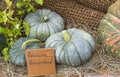 Pumpkin of the Queensland variety