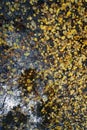 Autumn fads. Fallen leaves in a puddle of water. View from above.