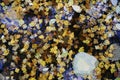 Autumn fads. Fallen leaves in a puddle of water. View from above.