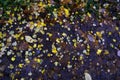 Autumn fads. Fallen leaves . View from above.