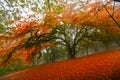 Autumn fairytale forest tree