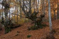 Autumn fairytale forest tree