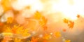 Autumn. Fall abstract autumnal background with colorful leaves
