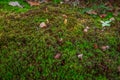 Autumn fall acorns with leafs on a bed of moss