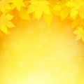 Autumn, fall background with bright golden maple leaves