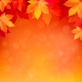 Autumn, fall background with bright golden maple leaves.
