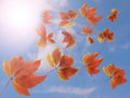 Autumn fall background. Many colorful red and orange autumn leaves falling down against blue sky and white clouds with sun rays - Royalty Free Stock Photo