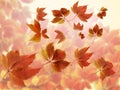 Autumn fall background. Many colorful red and orange autumn blurred leaves with sun rays Royalty Free Stock Photo