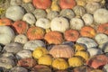 Autumn Fall background with ripe different organic pumpkins on dry straw. Harvest concept. Symbol of holidays Royalty Free Stock Photo