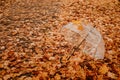 Autumn fall background with transparent umbrella on fallen yellow maple leaves. Trend umbrella with orange leaf lies on the ground Royalty Free Stock Photo