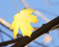 Autumn / Fall Background - Yellow maple leaf Royalty Free Stock Photo