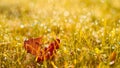 Autumn, fall banner with orange field grass, leaves and berries in sunset rays