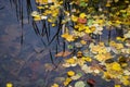 Autumn and fall colorful leaves in water, shadows and lights, yellow, orange and green colors in nature background Royalty Free Stock Photo