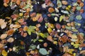 Autumn and fall colorful leaves in water, shadows and lights, yellow, reg, orange and green colors in nature background Royalty Free Stock Photo