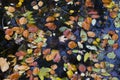 Autumn and fall colorful leaves in water, shadows and lights, yellow, reg, orange and green colors in nature background Royalty Free Stock Photo