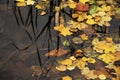 Autumn and fall colorful leaves in water, shadows and lights, yellow, reg, orange and green colors in nature background Royalty Free Stock Photo