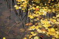 Autumn and fall colorful leaves in water, shadows and lights, yellow, reg, orange and green colors in nature background Royalty Free Stock Photo