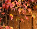 Autumn Fall colorful red, yellow, orange ivy leaves vine and berries and old wooden plank wall background. Royalty Free Stock Photo