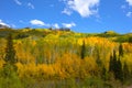 Autumn Fall colors of Aspen trees groves in Kebler Pass Colorado aspen color of leaves turn yellow orange Royalty Free Stock Photo