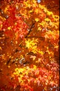 Autumn fall foilage colors in the leaves on a tree in Ohio Royalty Free Stock Photo