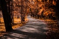 Autumn fall colors path in a forest with trees and leaves in beautiful sunlight Royalty Free Stock Photo