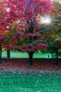 Autumn fall colors, tree city park. Nature outdoor lifestyle. Royalty Free Stock Photo