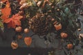 Autumn or Fall composition. Fall maple leaves, orange physalis lanterns and dry brown hydrangea. Mood, lifestile, still Royalty Free Stock Photo
