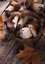 Autumn fall composition. Variety raw edible mushrooms Penny Bun Boletus leccinum on rustic table. Ceps over wooden dark background