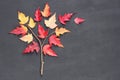 Autumn fall concept. Tatar maple tree Acer tataricum made from twig and yellow red leaves on blackboard background. Flat lay