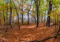 Autumn or fall country road in the forest with sunflare or sunrays