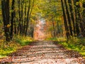 Autumn or fall country road in the forest with sunflare or sunrays