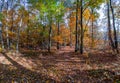 Autumn or fall country road in the forest with sunflare or sunrays