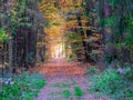 Autumn or fall country road in the forest with sunflare or sunrays