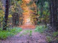 Autumn or fall country road in the forest with sunflare or sunrays