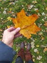 Autumn fall cozy vibe background.female girl holding yellow maple leave on grass Royalty Free Stock Photo