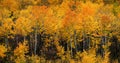 Autumn Fall Day in Birch Aspen Forest on Mountain Hill Side