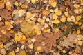 Autumn fall dry yellow brown dry leaves on ground in forest Royalty Free Stock Photo