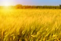 Autumn fall harvest background. Sunny day, wheat yellow gold meadow. Royalty Free Stock Photo