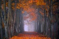 Autumn fall. Foggy morning in the maple forest. Vibrant colors