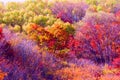 Autumn,fall forest with colorful treesÃ¯Â¼Åautumn leaf palette