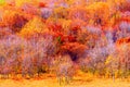 Autumn,fall forest with colorful trees