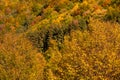 Autumn fall forest colors - background texture with amazing details of this season Royalty Free Stock Photo