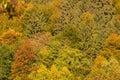 Autumn fall forest colors - background texture with amazing details of this season Royalty Free Stock Photo