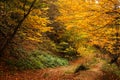 Autumn and fall forest landscape in Georgia.Autumn color leaves and trees