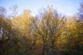 Autumn and fall forest landscape, autumn leaves and trees background Royalty Free Stock Photo