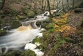 Autumn Fall forest landscape stream flowing through golden vibrant foliage and rocks Royalty Free Stock Photo