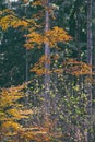 Autumn, fall forest. Path of red leaves towards light. Sunlight, leaf. Royalty Free Stock Photo