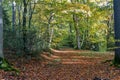 Autumn, fall forest. Path of red leaves towards light. Mysterious, hope. Royalty Free Stock Photo