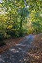 Autumn, fall forest. Path of red leaves towards light. Mysterious, hope. Royalty Free Stock Photo