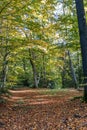 Autumn, fall forest. Path of red leaves towards light. Mysterious, hope. Royalty Free Stock Photo